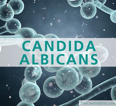 What Is Candida Albicans The Candida Diet