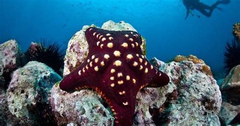 19 Bizarre And Beautiful Starfish Species Starfish Species Starfish
