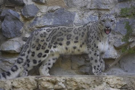 San Diego Zoo Building New Exhibit For Asian Leopards Los Angeles Times