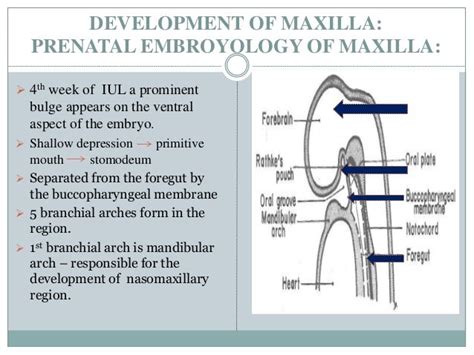 Anatomy Of Maxilla And Its Development
