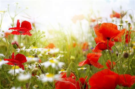 Field Of Mixed Flowers With Poppies 4k Ultra Hd Wallpaper Sfondo