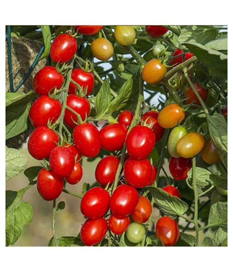 Tomato Pusa Ruby Desi Vegetable Seeds 50 Buy Tomato Pusa Ruby Desi