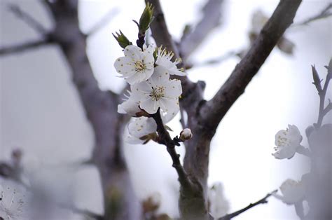 Spring Flower Apple Photograph By Olesya Tarasova