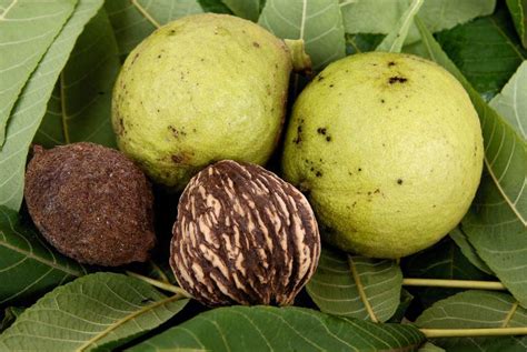 Have A Black Walnut Tree Here S How To Harvest Your Nuts Black Walnut Tree Black Walnuts