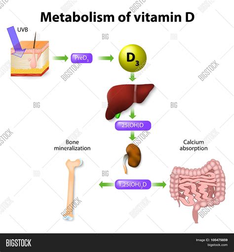 Vitamin d metabolism is altered in asian indians in the southern united states: Metabolism Of Vitamin D Stock Vector & Stock Photos | Bigstock