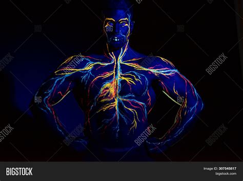 Uv Picture Circulatory Image And Photo Free Trial Bigstock