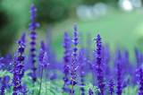 See purple flower stock video clips. Purple Flowers · Free Stock Photo
