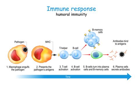 Hla Typed Cancer Cells