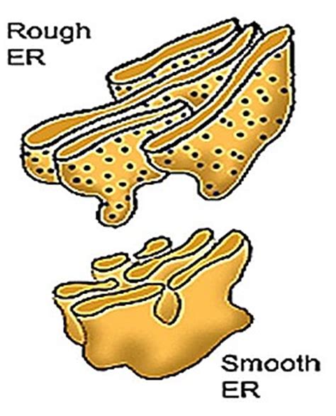 Rough endoplasmic reticulum in the largest biology dictionary online. STRUCTURE, TYPES AND FUNCTIONS OF ENDOPLASMIC RETICULUM