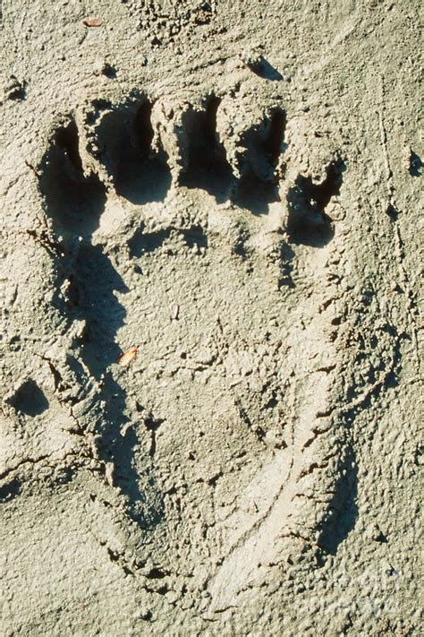 grizzly bear track in soft mud photograph by stephan pietzko