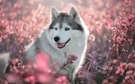 A husky is a sled dog used in the polar regions. Download wallpapers Husky Dog, spring, cute animals, dog ...