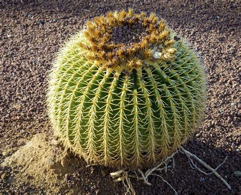 Barrel Cactus Care
