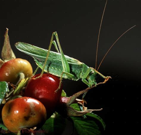 Great Green Grasshopper On Rosa Rugosa Photo Wp18160