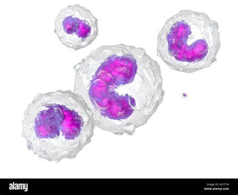 Monocytes 3d Rendered Illustration Stock Photo Alamy
