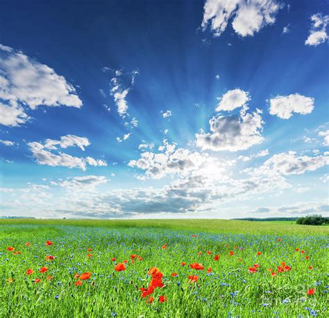 Poppy Field Summer Countryside Landscape With Blue Sunny Sky