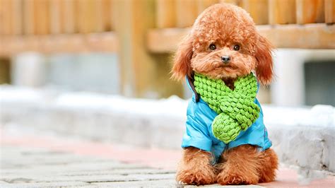 14 Hd Poodle Dog Wallpapers