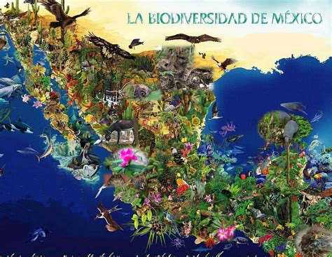 Biodiversidad De M Xico Rompecabezas En L Nea