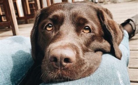 How Long Do Labradors Live Pettime