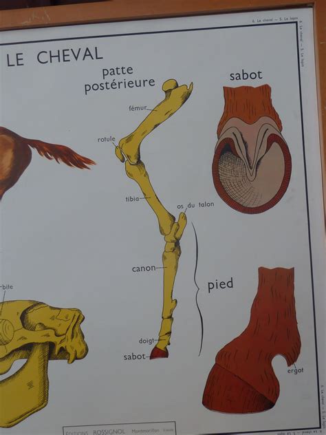 Ecole Fmr Affiches Scolaires Le Cheval Et Le Lapin Affiche Scolaire Rossignol
