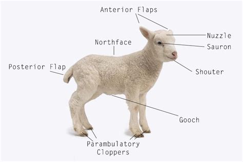 Lamb Anatomy : properanatomy