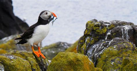 How Puffins Catch Food Outside The Breeding Season Coastal News