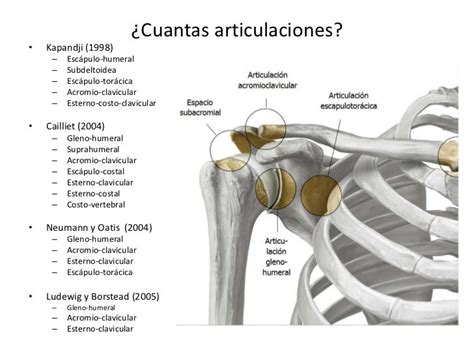 Articulación Del Hombro Anatomía Del Esqueleto Anatomia Humana Musculos