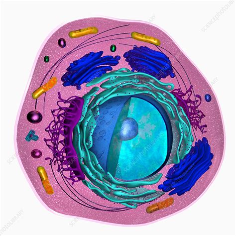 3d Model Of A Eukaryotic Cell Stock Image F0188869 Science Photo