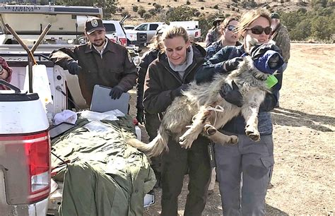 Endangered Mexican Gray Wolf Found Dead In Flagstaff Williams Grand