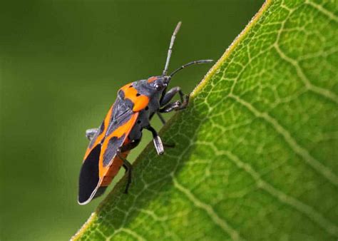 guide to milkweed bugs 2 types good bad facts and photos 🪰 the buginator
