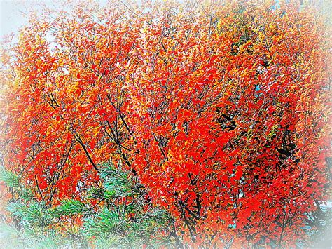 Maples On Fire Photograph By Maro Kentros Fine Art America