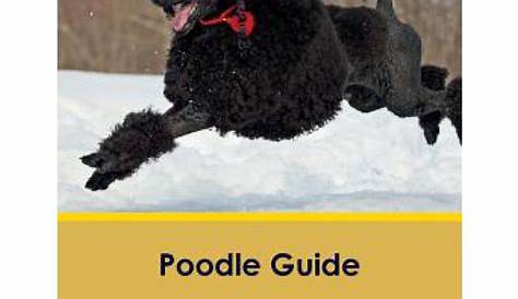 Poodle Guides For Nutrition