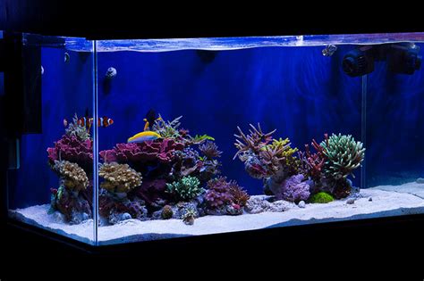 Anywho, i'd like to see some pictures of other 75 gallon tanks so i can get some aquascaping inspiration. Tips for awesome aquascapes Saltwater Aquarium Advice ...