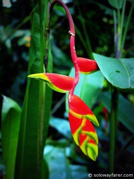 Plants In The Daintree Rainforest Plants Fa