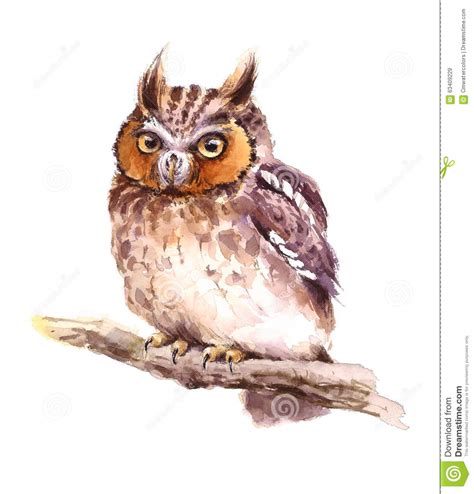 Baby Owl Watercolor Bird Illustration Hand Painted Stock