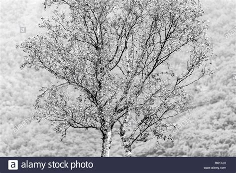 Black Tree White Background Hi Res Stock Photography And Images Alamy