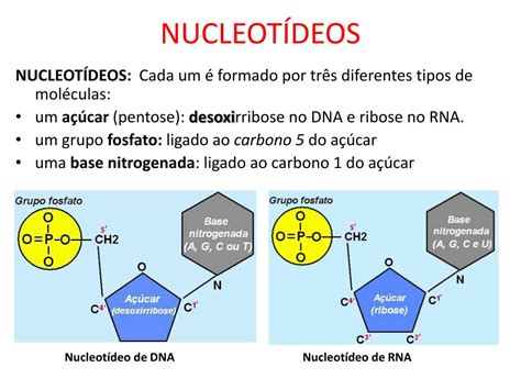 Nucleotideos