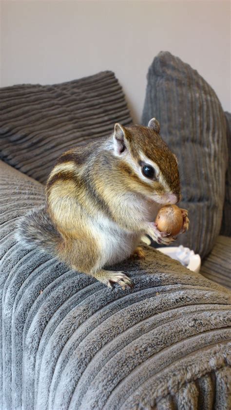 17 Best Images About Cute Chipmunks On Pinterest Spotlight Baby