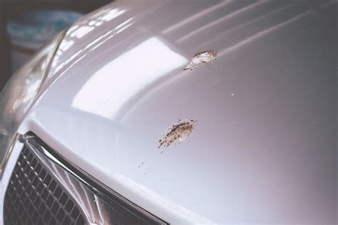 Bird Poop Car Paint Preventing Removing Repairing Paint Damage Reverasite