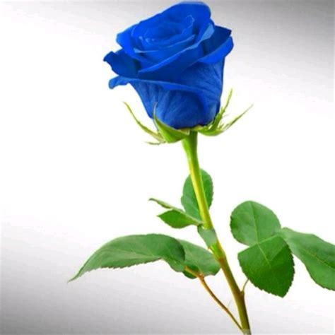 Paling Bagus 30 Contoh Gambar Bunga Mawar Biru Gambar Bunga Hd
