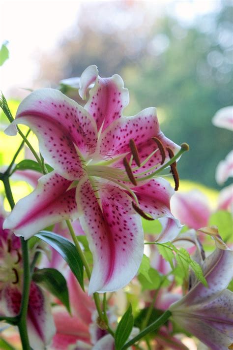 Top 10 Fragrant Flowers For Your Garden