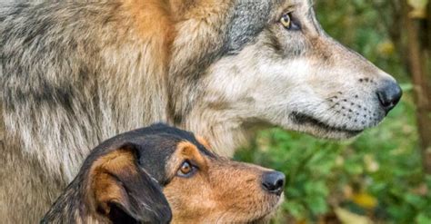 I Cani Capiscono I Lupi E Il Loro Linguaggio