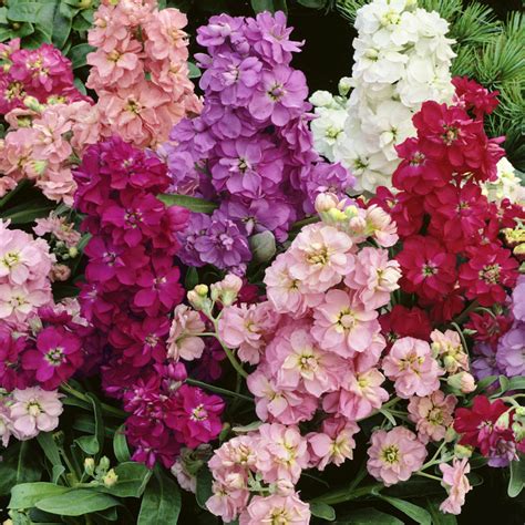 Levkoy Flower Seeds Stocks Mixed Matthiola Incana Seeds Annual Flower