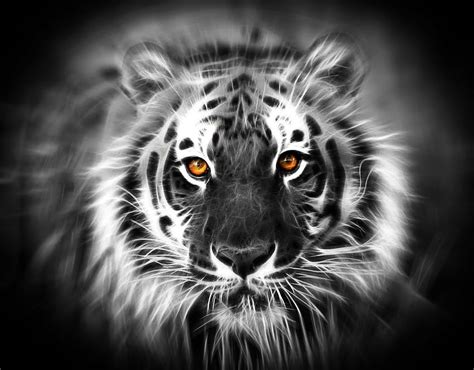 7 Gambar Harimau Macan Putih Macan Putih Siliwangi Hd Wallpaper Pxfuel