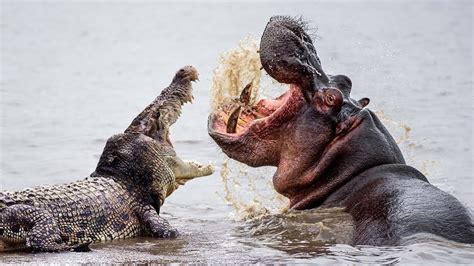 Hippo Vs Crocodile Fight At The River Youtube