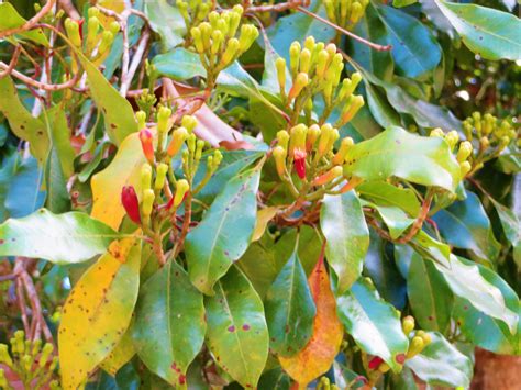 Buy Syzygium Aromaticum Grambu Karambu Karayambu Clove Tree