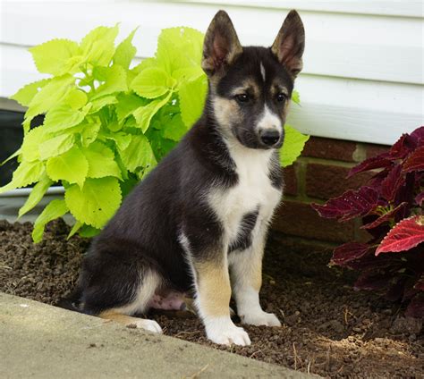 German Shepherd Siberian Husky For Sale Millersburg Oh Male Bruno