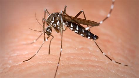 Tiger Mosquito Alerts In Bordeaux