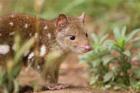 Image Of Spotted Quoll Austockphoto