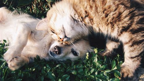 When Can Puppies And Kittens Go Outside Forbes Advisor Uk