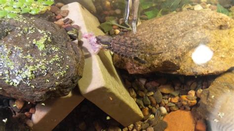Baby Snapping Turtle Tank And Feeding Youtube
